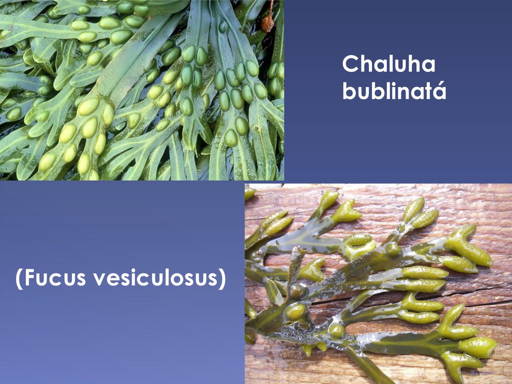 Chaluha bublinatá (Fucus vesiculosus)