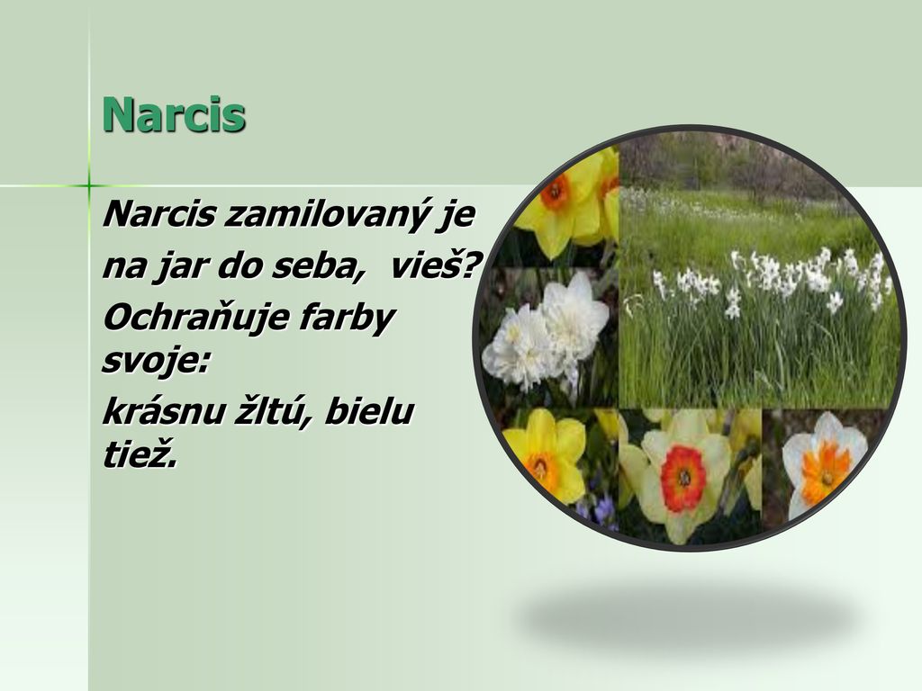 Narcis Narcis zamilovaný je na jar do seba, vieš