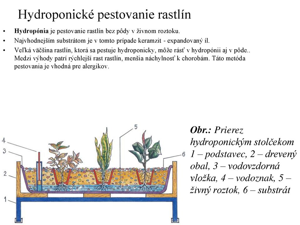 Hydroponické pestovanie rastlín