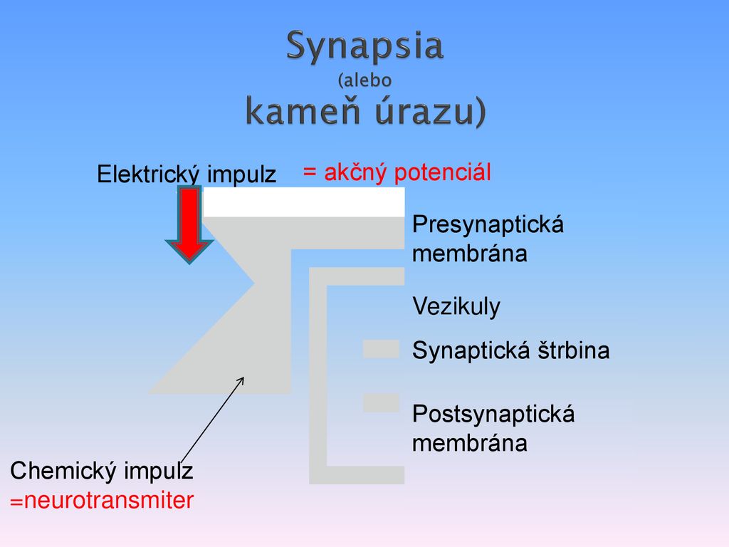 Synapsia (alebo kameň úrazu)