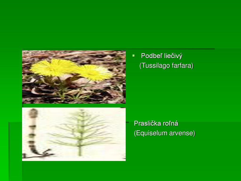 Podbeľ liečivý (Tussilago farfara) Praslička roľná (Equiselum arvense)