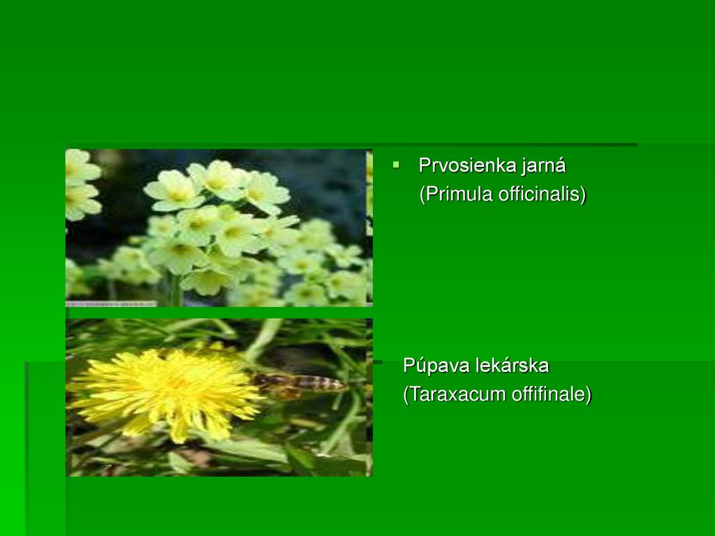 Prvosienka jarná (Primula officinalis) Púpava lekárska (Taraxacum offifinale)