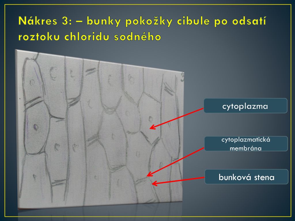 Nákres 3: – bunky pokožky cibule po odsatí roztoku chloridu sodného