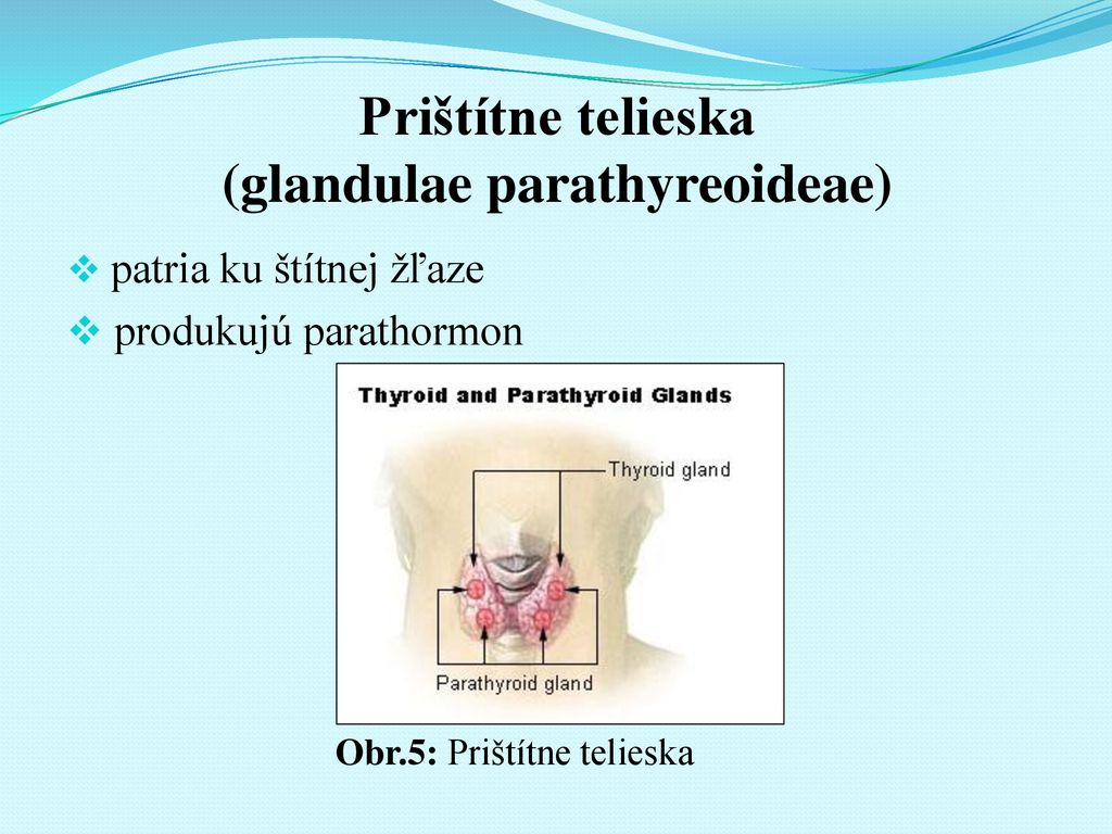 Prištítne telieska (glandulae parathyreoideae)