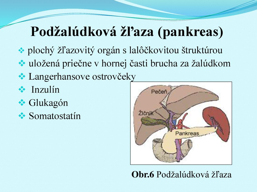 Podžalúdková žľaza (pankreas)