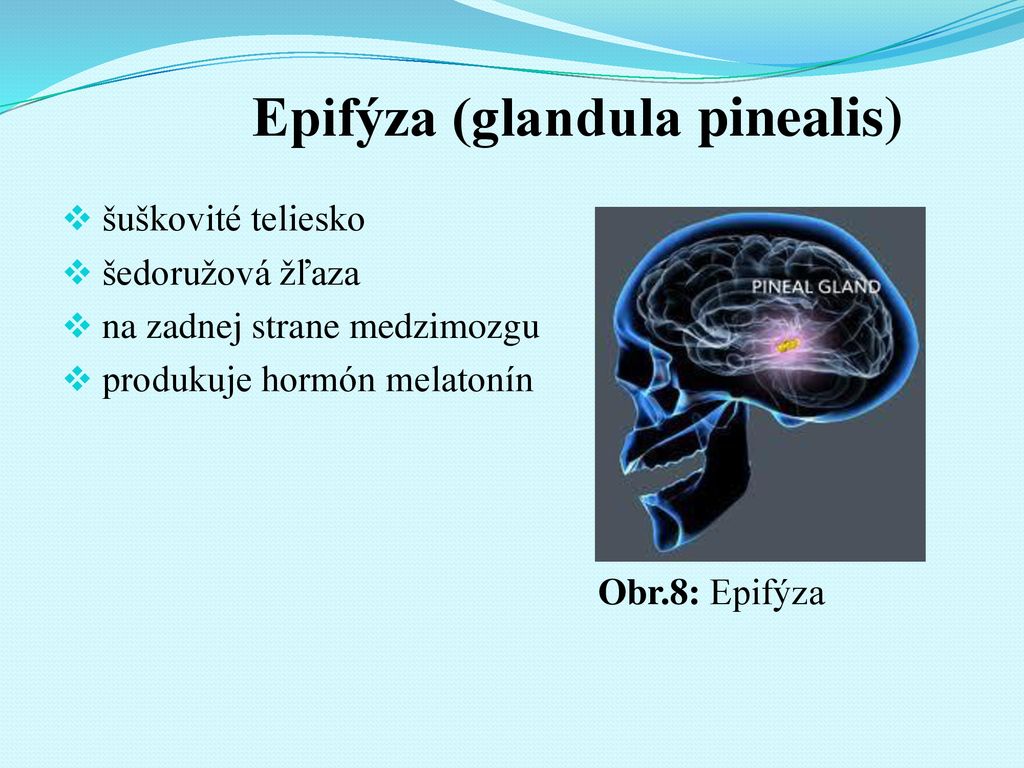 Epifýza (glandula pinealis)