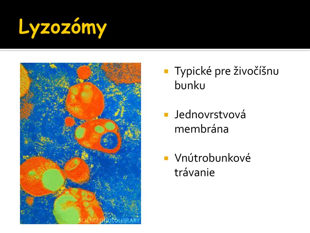 Lyzozómy Typické pre živočíšnu bunku Jednovrstvová membrána