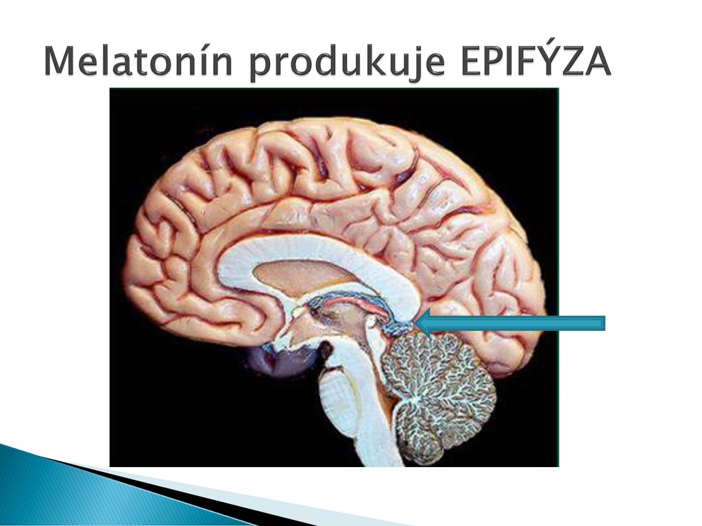 Melatonín produkuje EPIFÝZA
