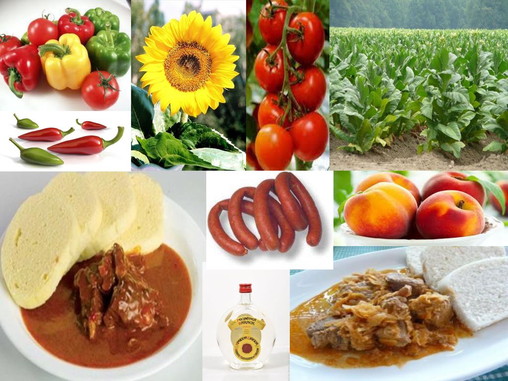 Typické plodiny - paprika, feferónky, slnečnica, paradajky, tabak, broskyne.