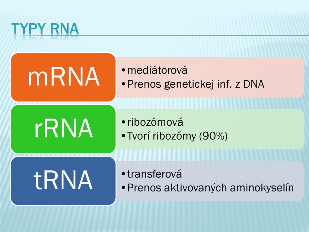 mRNA rRNA tRNA Typy RNA mediátorová Prenos genetickej inf. z DNA