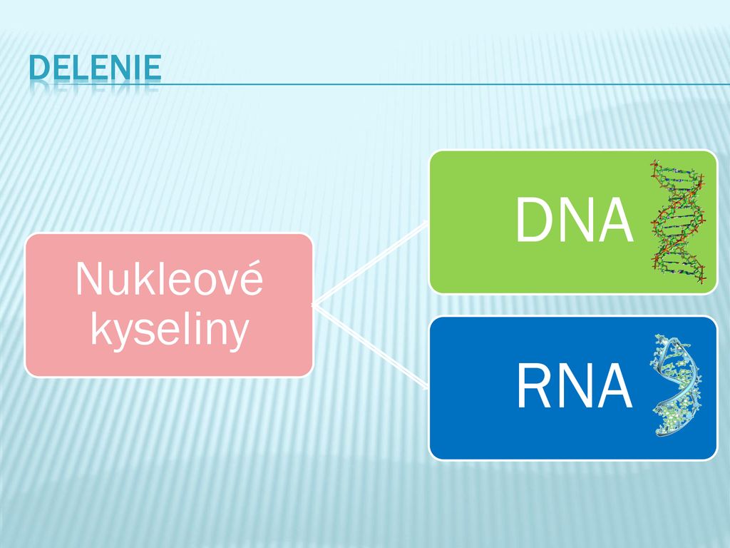 Delenie Nukleové kyseliny DNA RNA