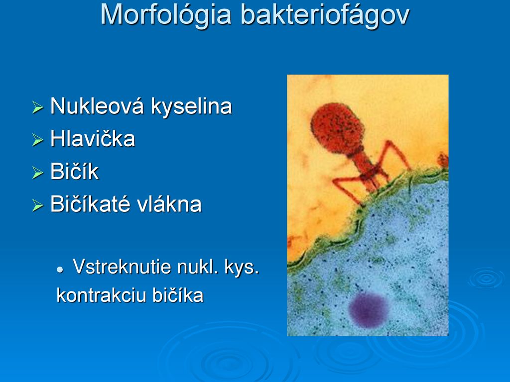 Morfológia bakteriofágov