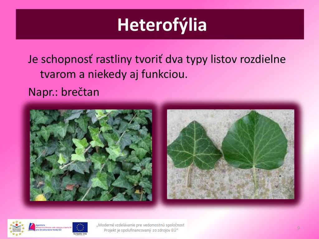 Heterofýlia Je schopnosť rastliny tvoriť dva typy listov rozdielne tvarom a niekedy aj funkciou.