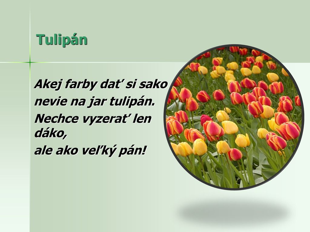 Tulipán Akej farby dať si sako nevie na jar tulipán.