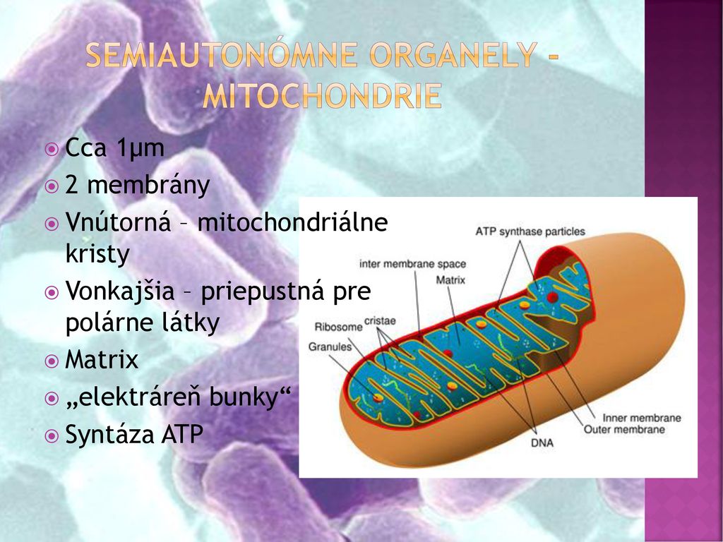 Semiautonómne organely - Mitochondrie