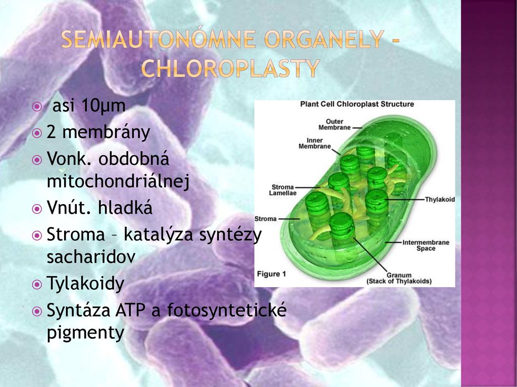 Semiautonómne organely - chloroplasty
