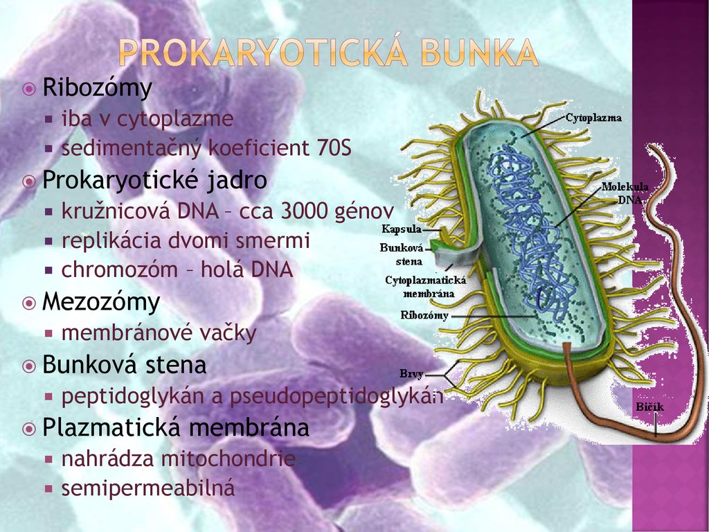 Prokaryotická bunka Ribozómy Prokaryotické jadro Mezozómy
