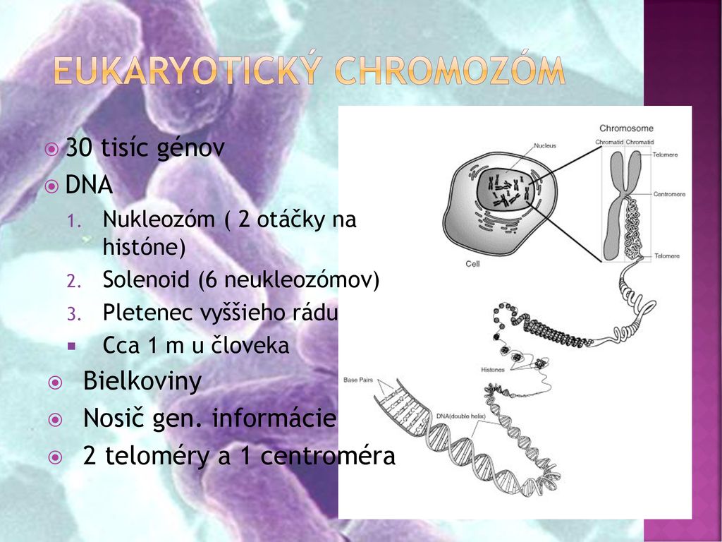 Eukaryotický chromozóm