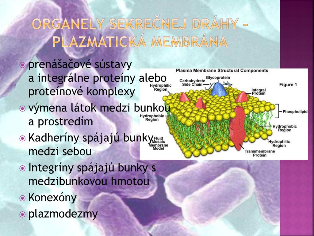 Organely sekrečnej dráhy – plazmatická membrána