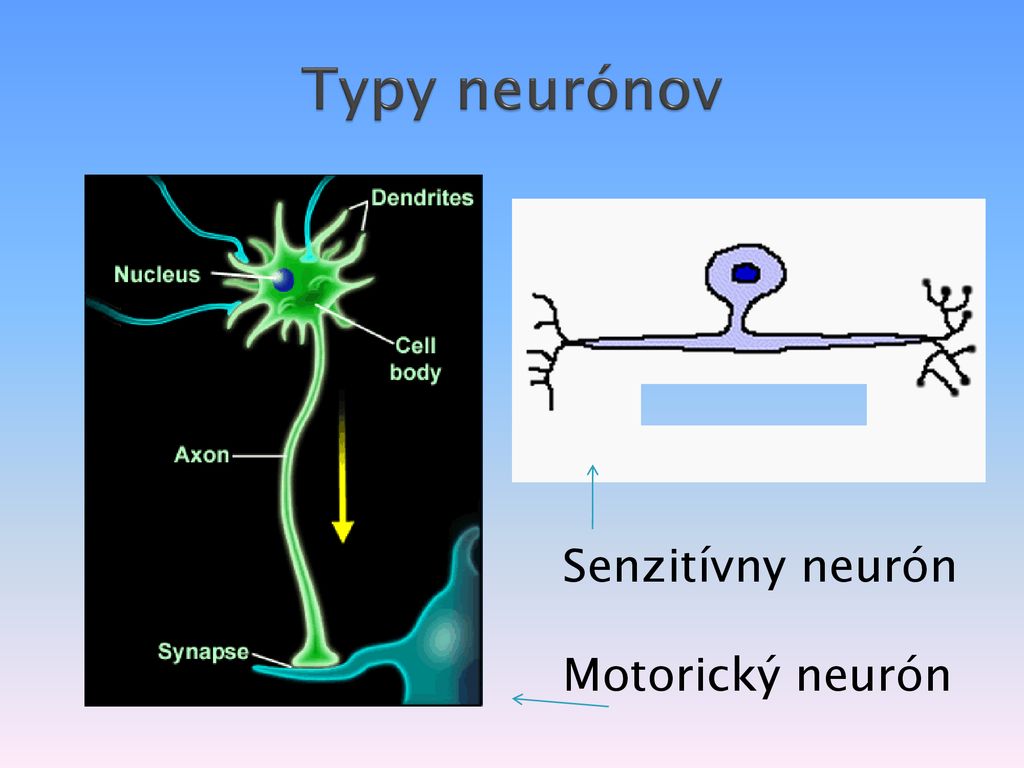 Typy neurónov Senzitívny neurón Motorický neurón