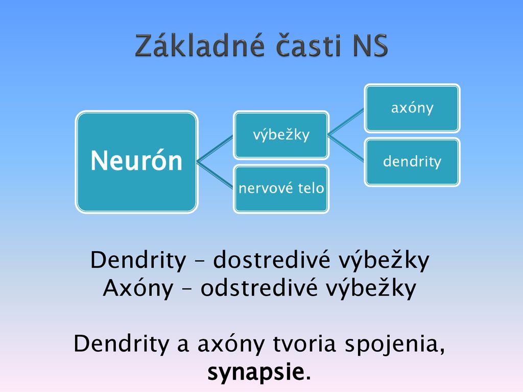 Základné časti NS Neurón Dendrity – dostredivé výbežky