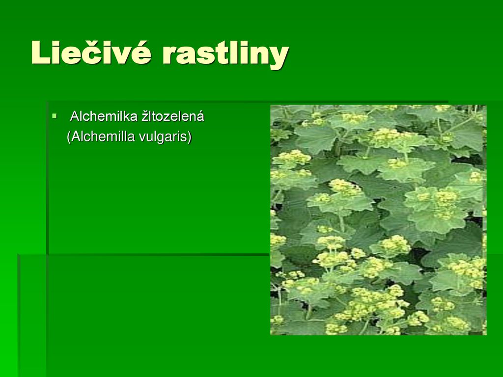 Liečivé rastliny Alchemilka žltozelená (Alchemilla vulgaris)