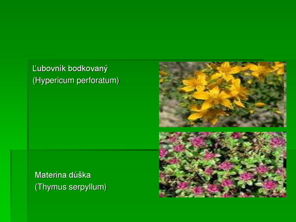Ľubovník bodkovaný (Hypericum perforatum) Materina dúška (Thymus serpyllum)