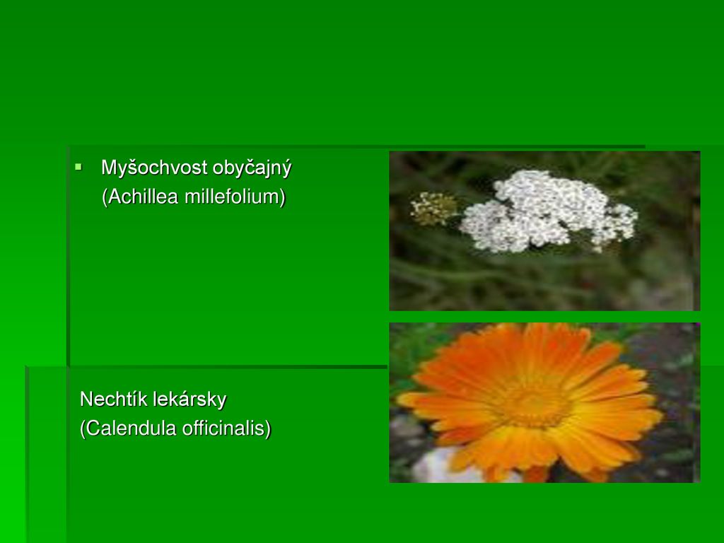 Myšochvost obyčajný (Achillea millefolium) Nechtík lekársky (Calendula officinalis)