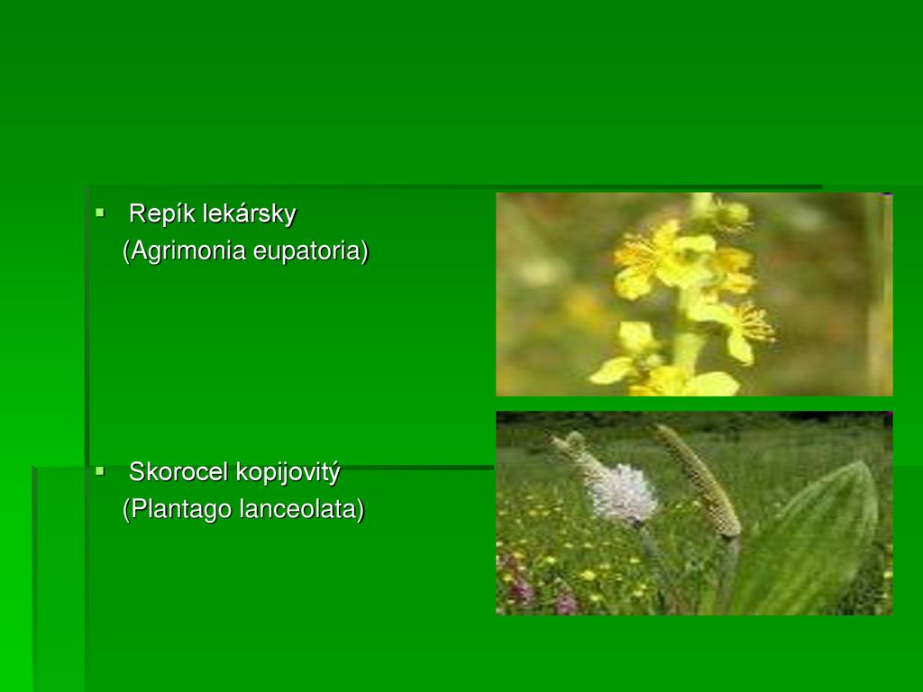 Repík lekársky (Agrimonia eupatoria) Skorocel kopijovitý (Plantago lanceolata)