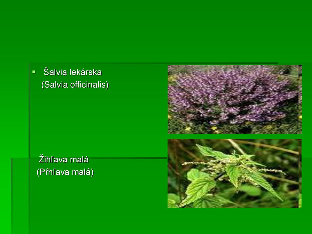 Šalvia lekárska (Salvia officinalis) Žihľava malá (Pŕhľava malá)