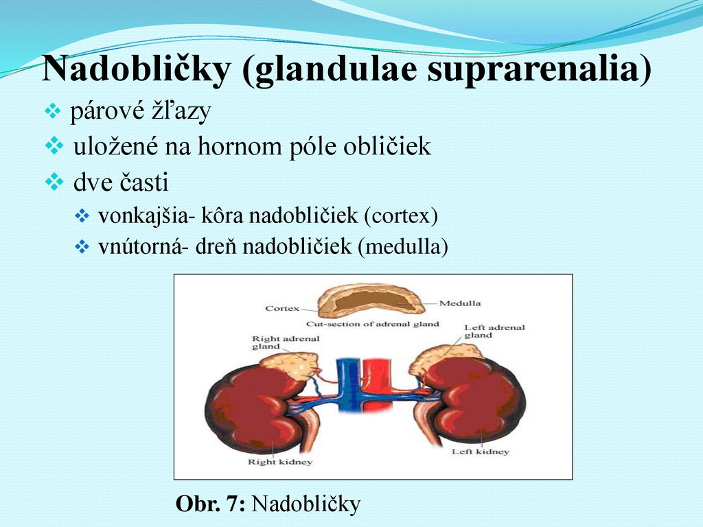 Nadobličky (glandulae suprarenalia)