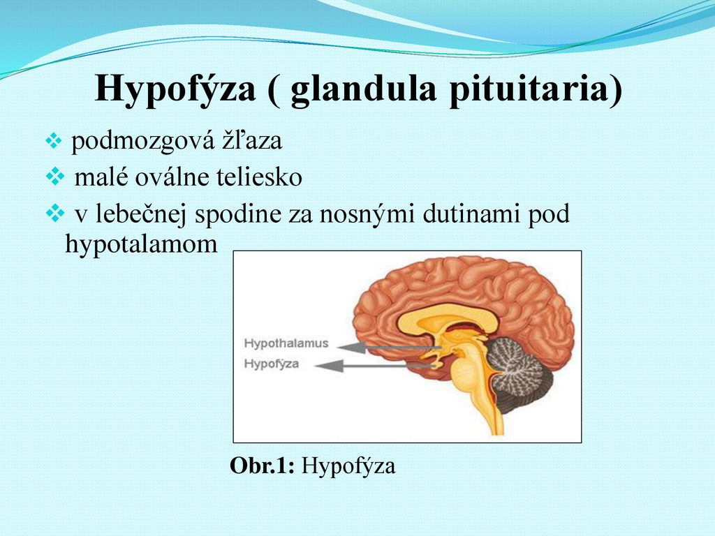 Hypofýza ( glandula pituitaria)