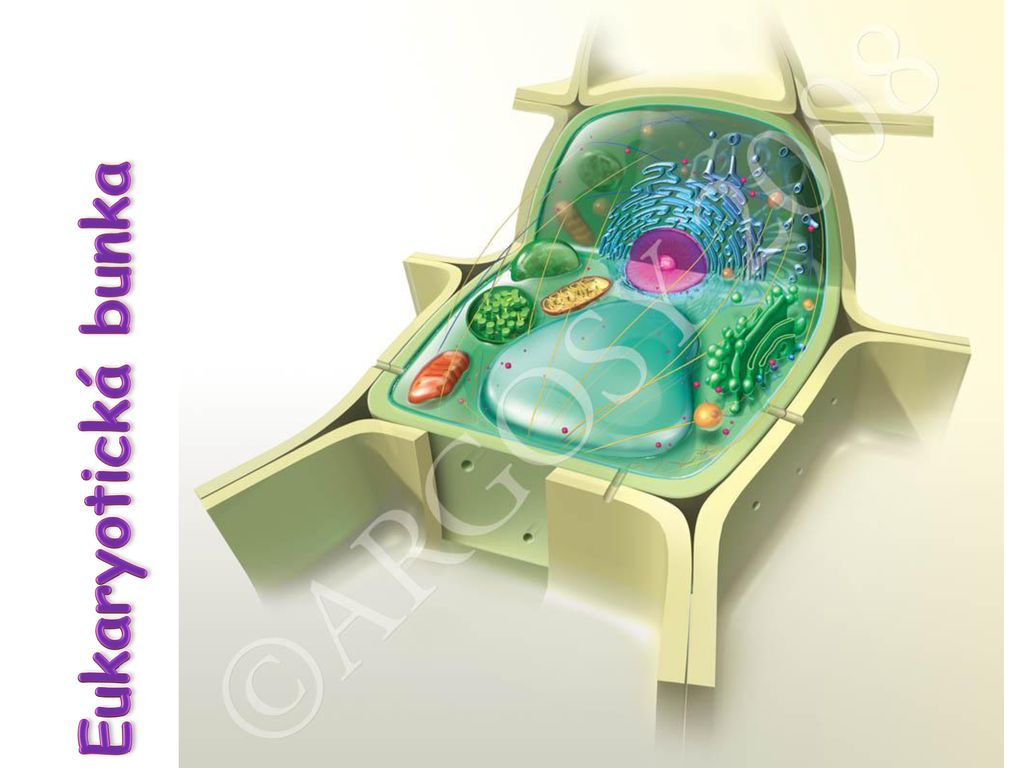 Eukaryotická bunka