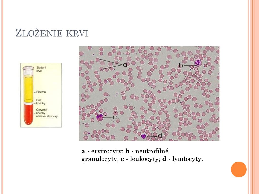 Zloženie krvi a - erytrocyty; b - neutrofilné granulocyty; c - leukocyty; d - lymfocyty.