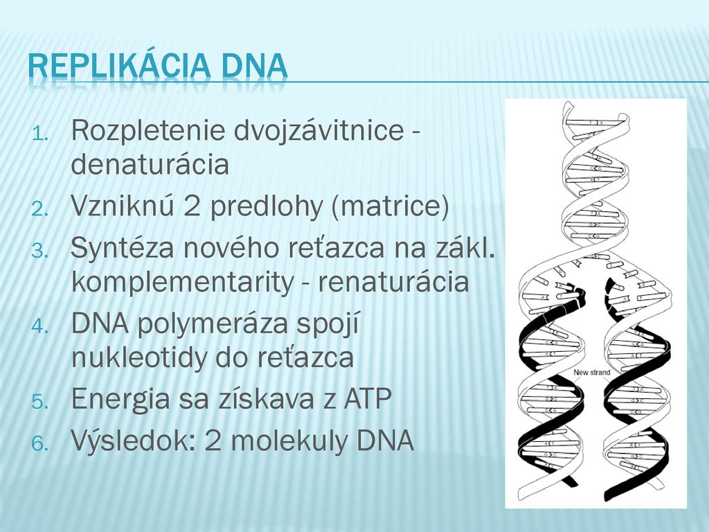 Replikácia DNA Rozpletenie dvojzávitnice - denaturácia