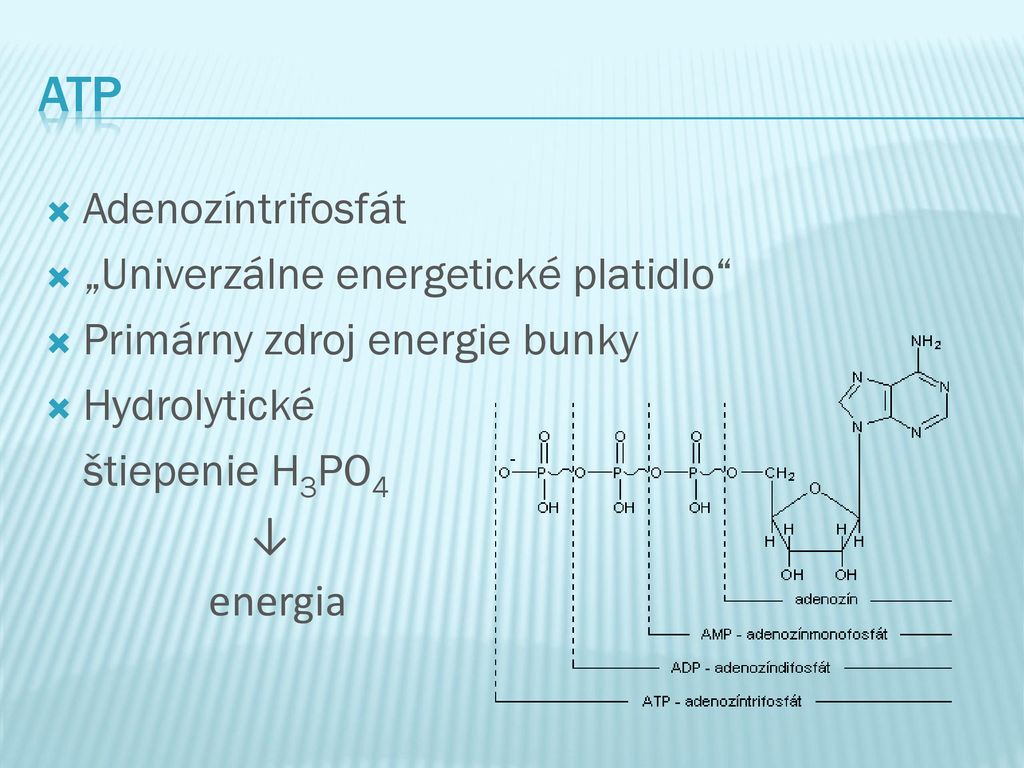 ATP Adenozíntrifosfát „Univerzálne energetické platidlo