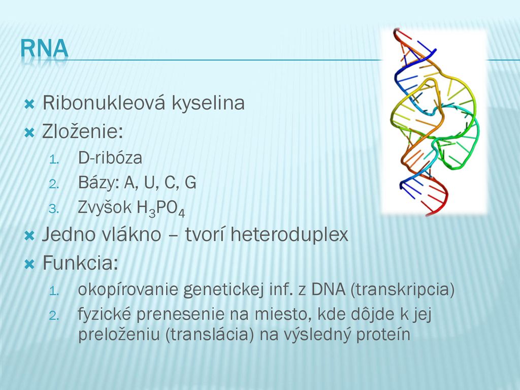 RNA Ribonukleová kyselina Zloženie: Jedno vlákno – tvorí heteroduplex
