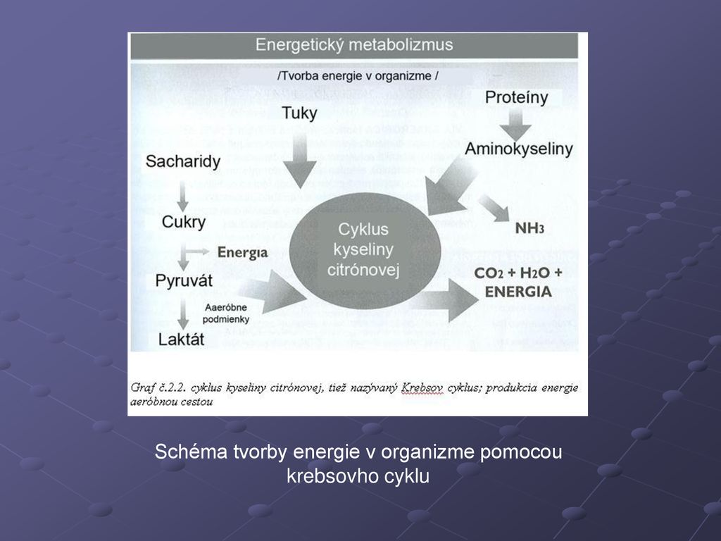Schéma tvorby energie v organizme pomocou krebsovho cyklu